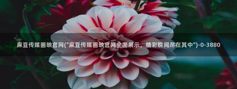 麻豆视频分类名称
