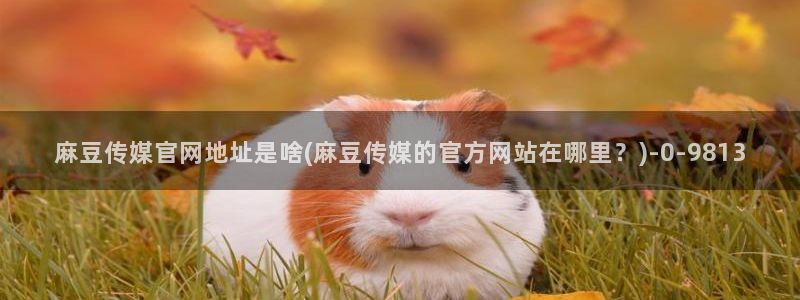 麻豆视频网站