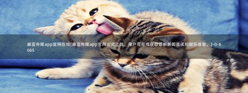 麻豆视频内容质量
